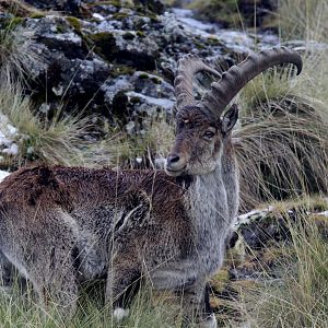 Walia ibex (Capra walie)