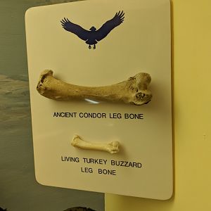 Ancient condor leg bone and Turkey vulture leg bone comparison