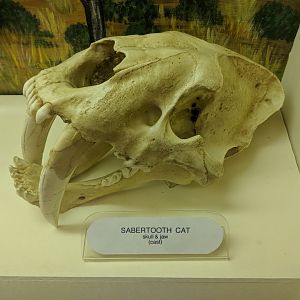 Sabertooth cat skull cast
