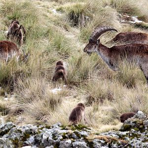 Walia ibex (Capra walie) & gelada (Theropithecus gelada)