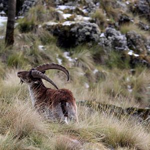 Walia ibex (Capra walie) back scratch