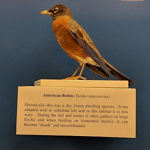 American robin (Turdus migratorius)