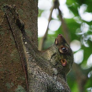 Resident Malayan Colugo
