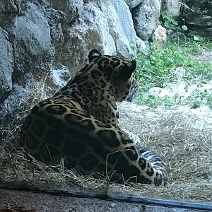 Jaguar(Panthera onca)