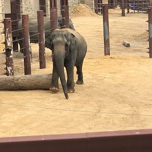 Shanthi in yard 3 pre Covid shut down