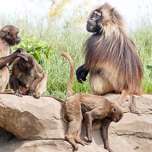 Gelada family
