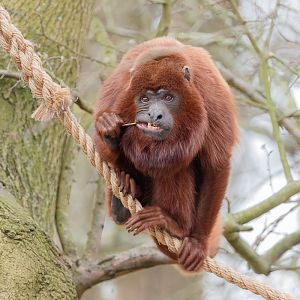 Red Howler