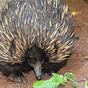 South Australian short-beaked echidna (Tachyglossus aculeatus aculeatus)
