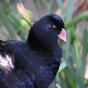 Crestless curassow (Mitu tomentosum)