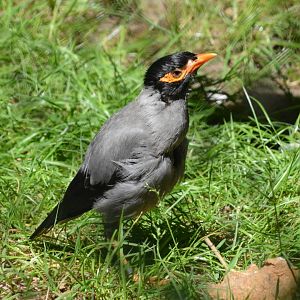 Bank myna (Acridotheres ginginianus)