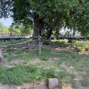 Cotton Top Tamarin/Six banded armadillo Enclosure