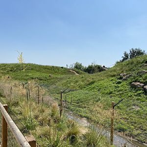 Gelada Enclosure