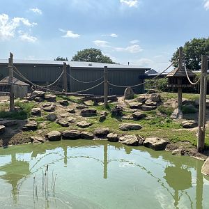 Guinea Baboon Enclosure