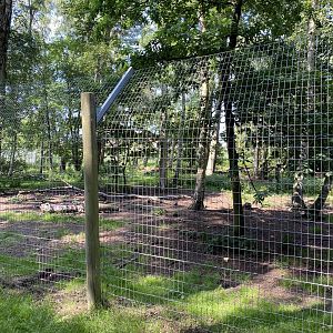 Wooded Area for Wild Dogs