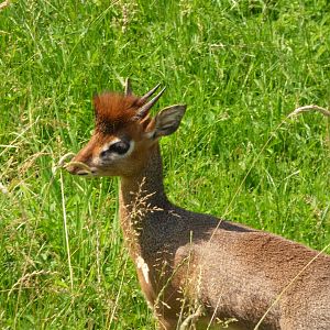 Kirk’s Dik-Dik