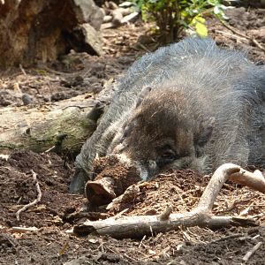 Visayan Warty Pig