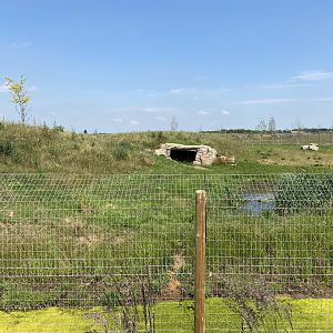 Spotted Hyena Enclosure