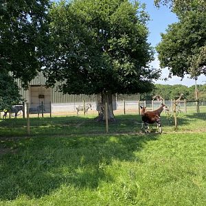 Okapi, Grévy’s Zebra, Giraffe.