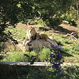 Denver Zoo Lion
