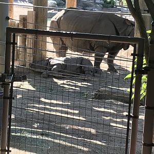 Denver Zoo Rhino Calf