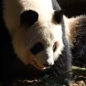 Giant Panda