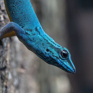 Electric blue day gecko : Hamerton : 13 Dec 2019