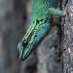 Electric blue day gecko : Hamerton : 13 Dec 2019