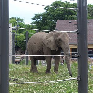 African Elephant "Belle"