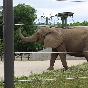 African Elephant "Belle"
