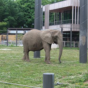 African Elephant "Belle"