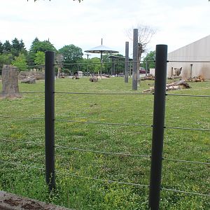 Adventure Africa - African Elephant Exhibit