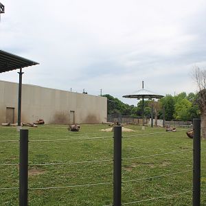 Adventure Africa - African Elephant Exhibit