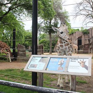 Up Close with a Giraffe