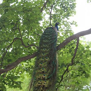 Peafowl in a Tree