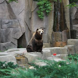 Boris the Brown Bear