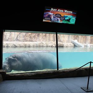 Adventure Africa - Hippo Underwater Viewing