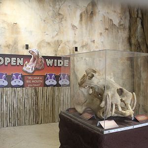 Adventure Africa - Hippo Education Area