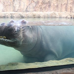 Adventure Africa - Hippo