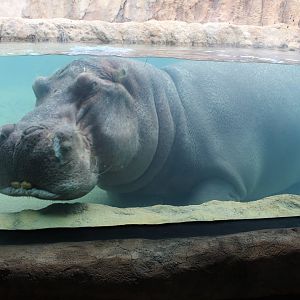 Adventure Africa - Hippo