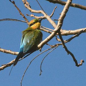 Rainbow bee-eater