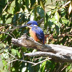 Azure kingfisher