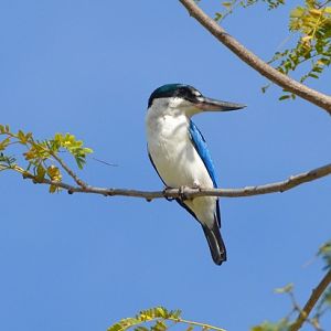 Forest kingfisher
