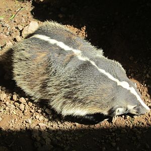 american badger
