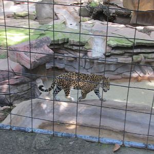 mexican jaguar