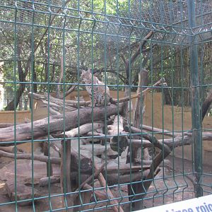 BOBCAT ENCLOSURE