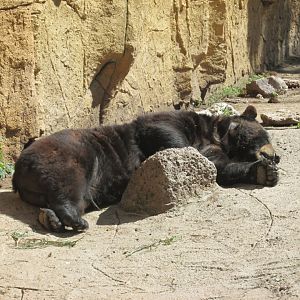 AMERICAN BLACK BEAR