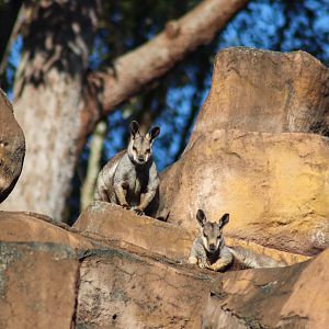 Black-footed Rock Wallabies (Petrogale lateralis)