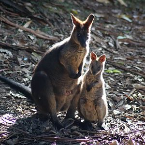Swamp Wallaby Joey and Adult (Wallabia bicolor)