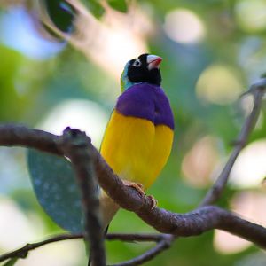 Gouldian Finch (Erythrura gouldiae)