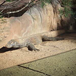 Komodo Dragon (Varanus komodoensis)